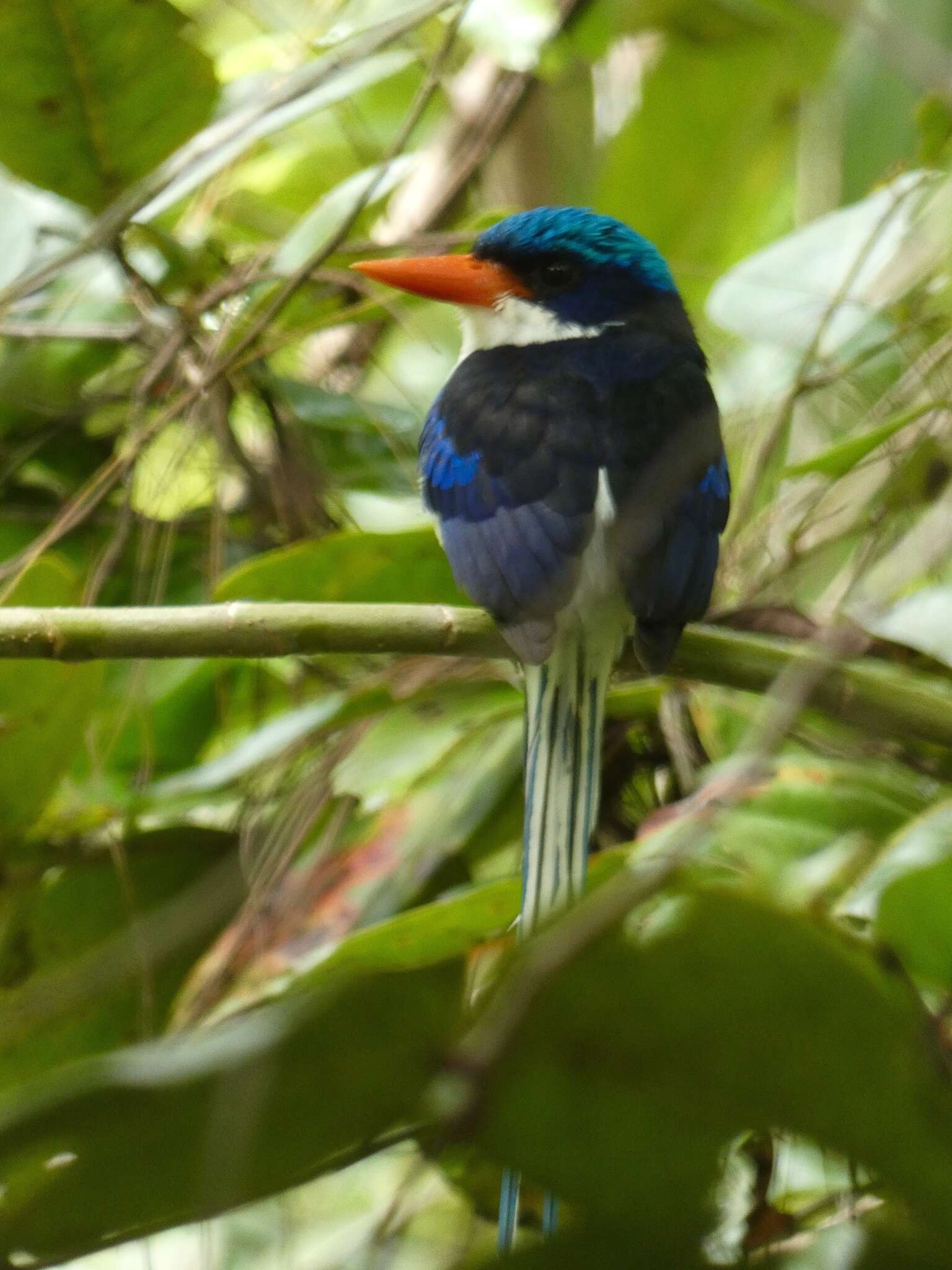 Image of Common Paradise Kingfisher