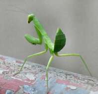 Image of Giant Asian Mantis