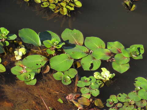 Image of Ludwigia helminthorrhiza (Mart.) Hara