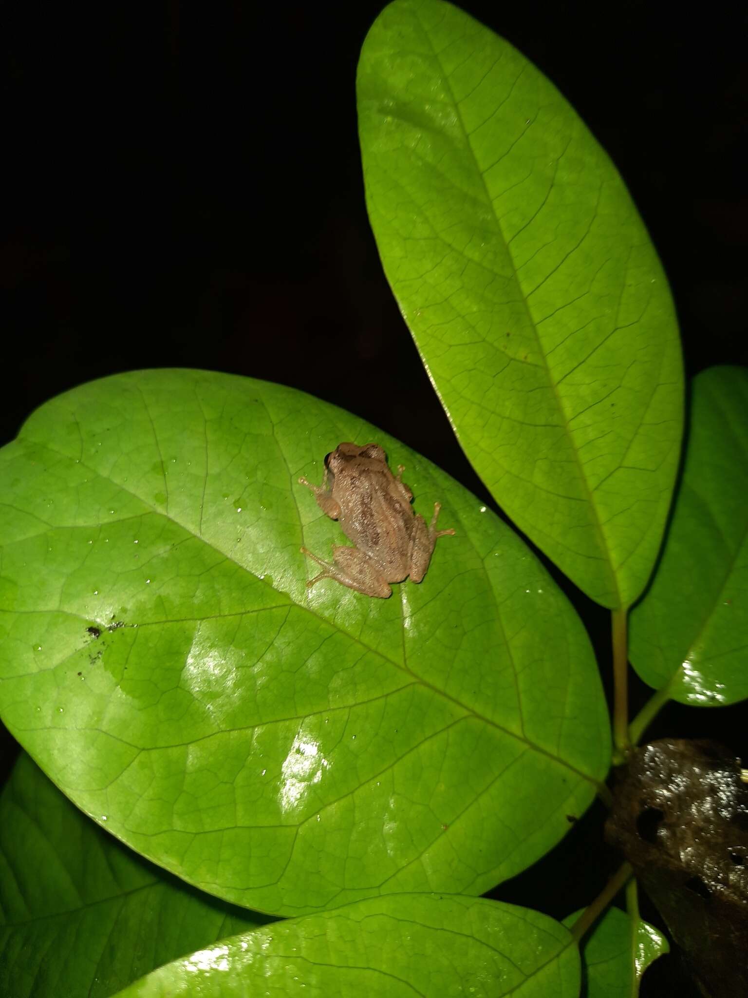 Image of Koadaikanal Bush Frog