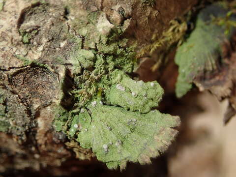 Plancia ëd Bacidina sulphurella (Samp.) M. Hauck & V. Wirth