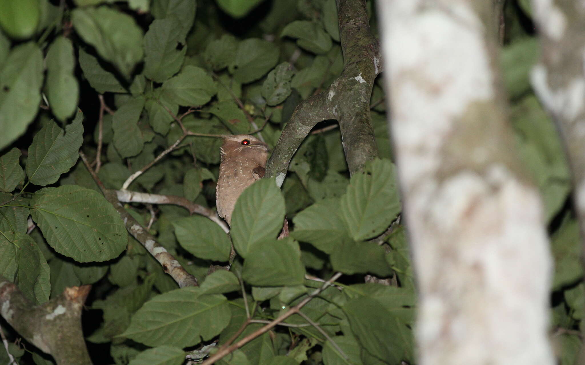 Image of Large Frogmouth