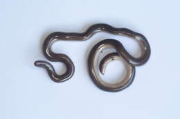 Image of Blackish Blind Snake