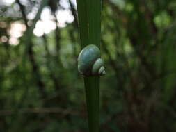 صورة Leptopoma perlucidum (Grateloup 1840)