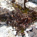 Image of cetraria lichen