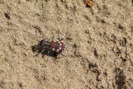 Image of Cicindela (Cicindela) transbaicalica Motschulsky 1844