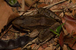 Image of Bolivian White-lipped Frog