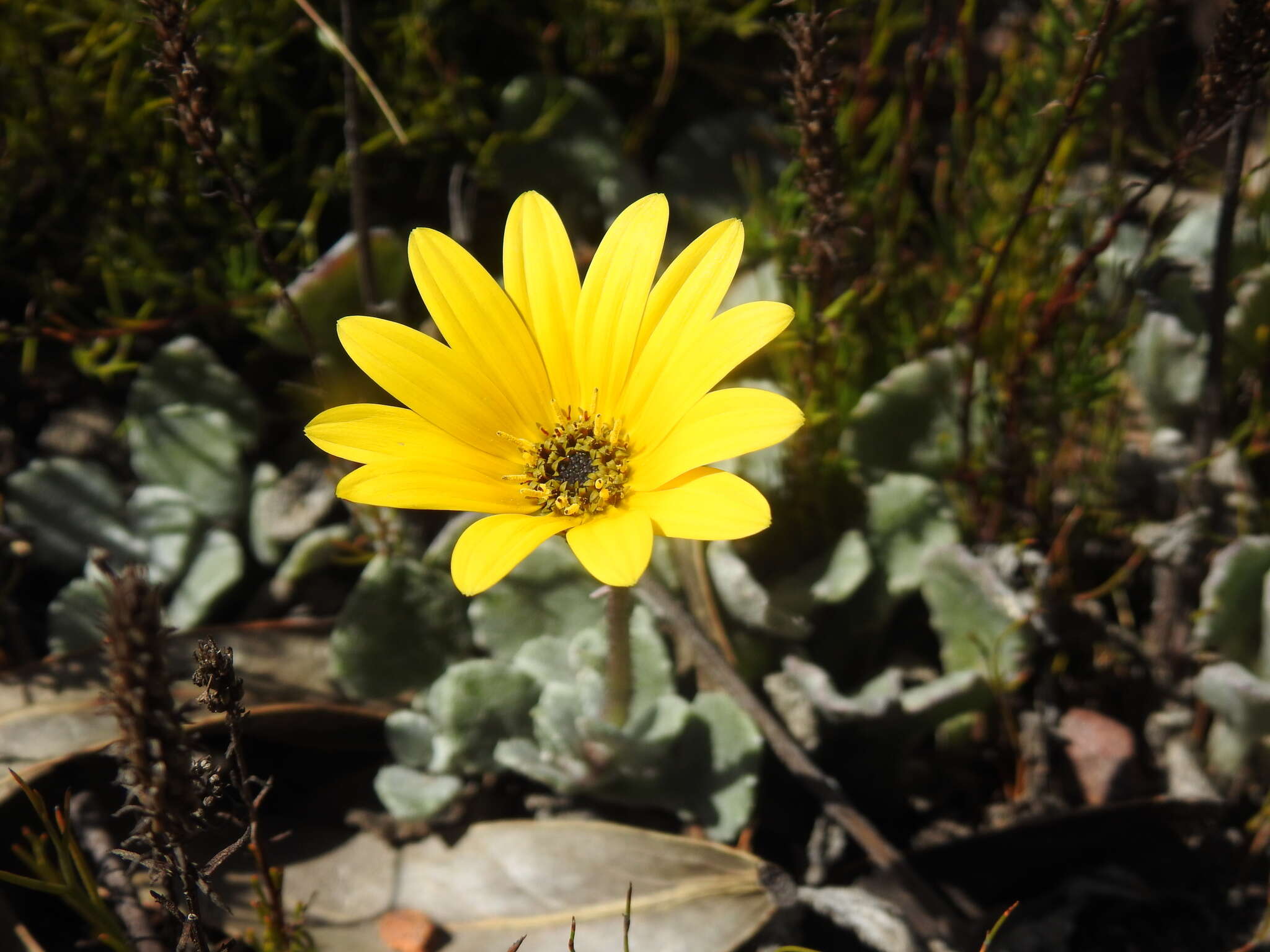 Image of Arctotis rotundifolia Lewin