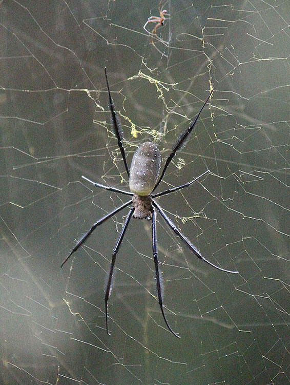 صورة Trichonephila fenestrata (Thorell 1859)