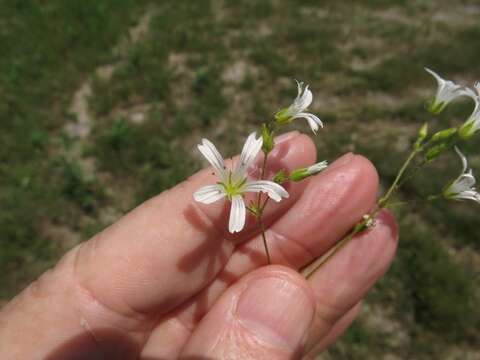 صورة Mononeuria muscorum (Fassett) Dillenb. & Kadereit