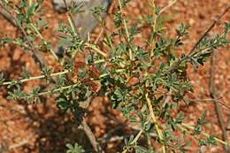 Image of Indigofera rautanenii Baker fil.