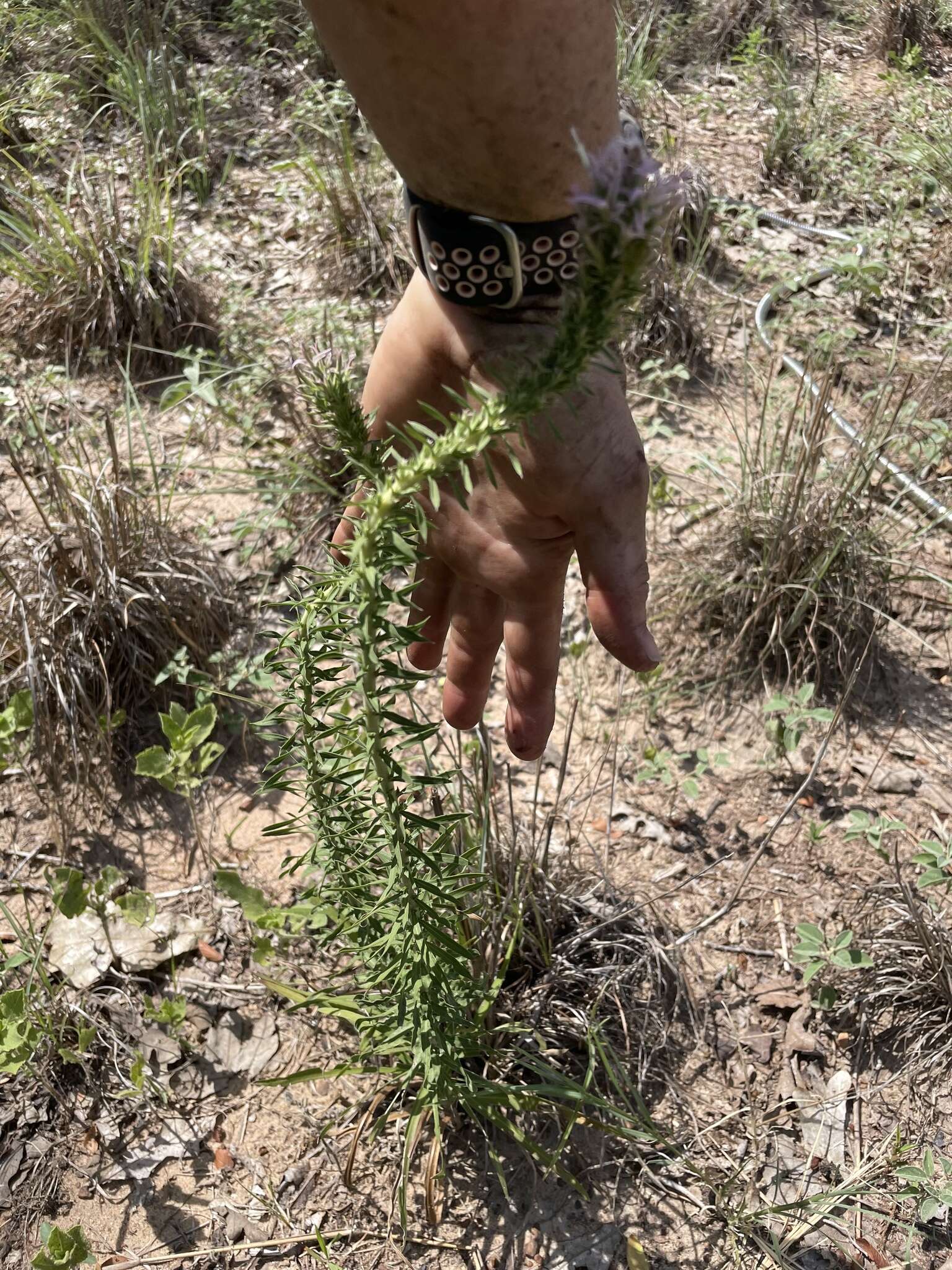 Image de Liatris carizzana (Gaiser) G. L. Nesom