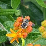 Image of Flat-tailed Leaf-cutter Bee