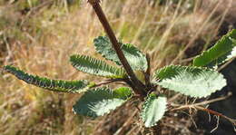 Image of Alepidea capensis var. capensis