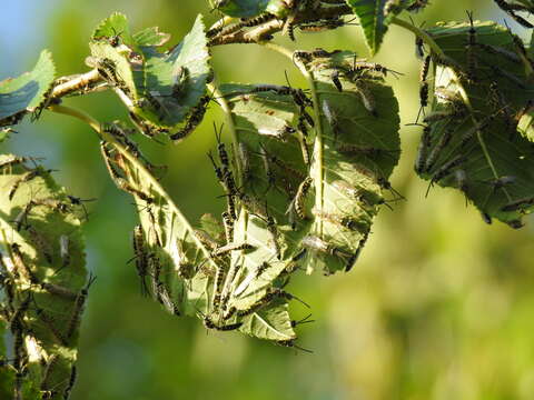 Слика од Myzinum frontalis (Cresson 1875)