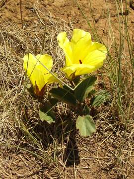 Image of Hibiscus aethiopicus var. aethiopicus