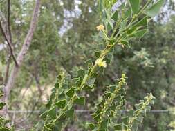 Acacia littorea Maslin的圖片