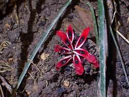 Image of Etlingera metriocheilos (Griff.) R. M. Sm.