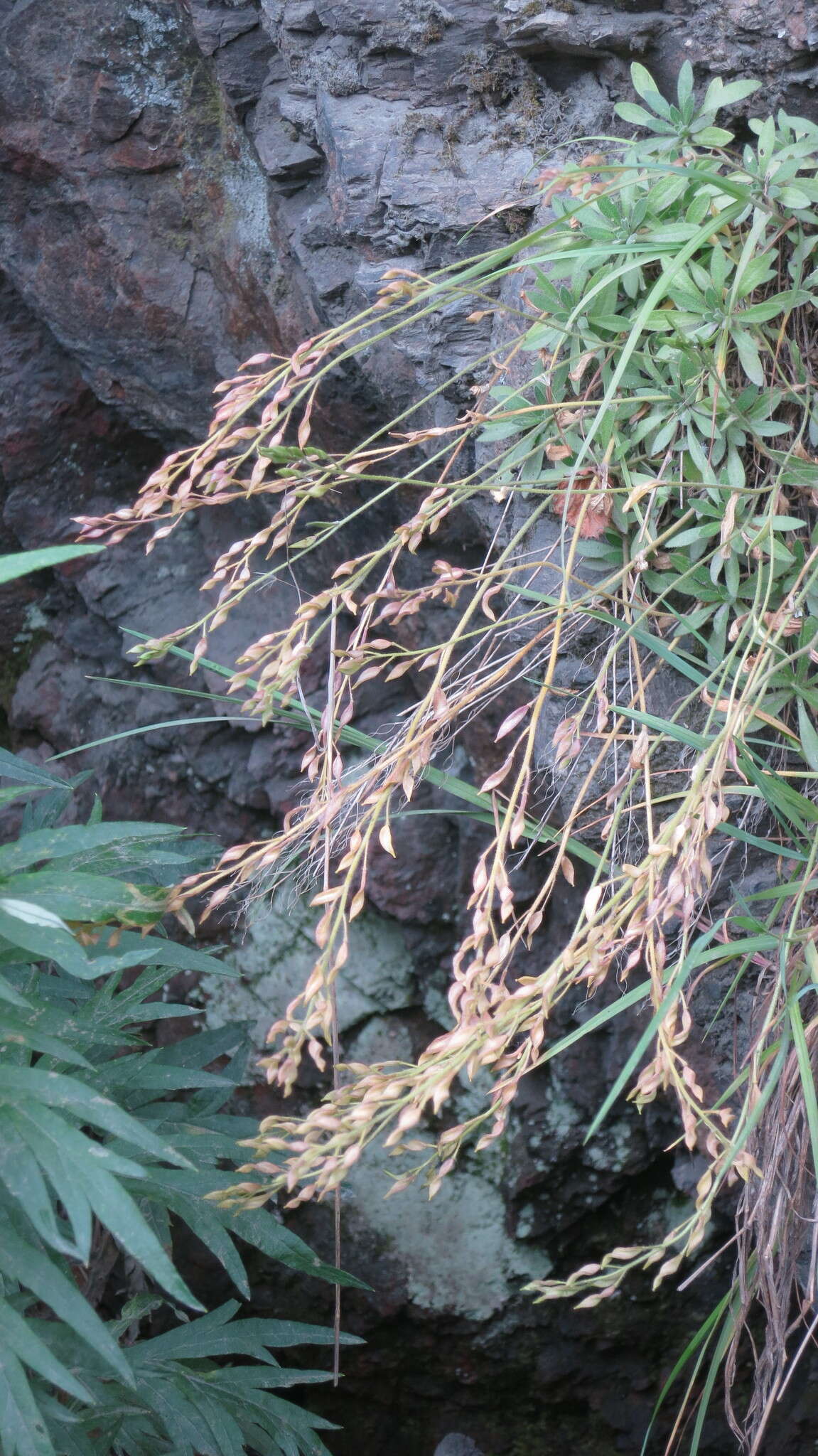 Image of boreal draba