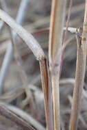 Image of common russet grass