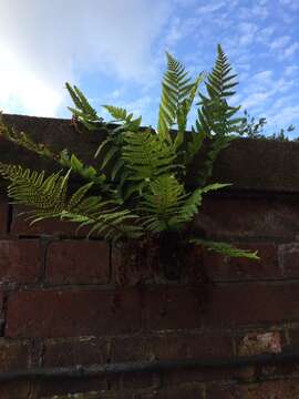 Image of Dryopteris filix-mas subsp. filix-mas