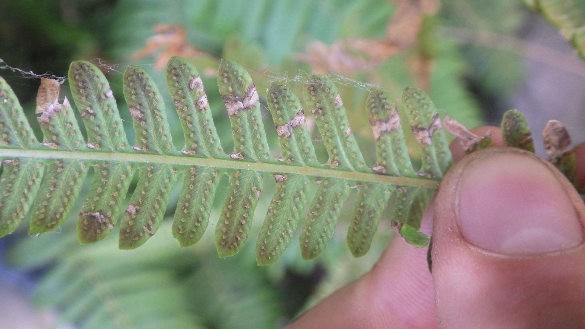 Amauropelta argentina (Hieron.) Salino & T. E. Almeida的圖片