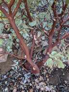 Image of Adams' manzanita