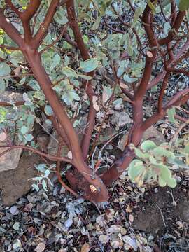 Image of Adams' manzanita