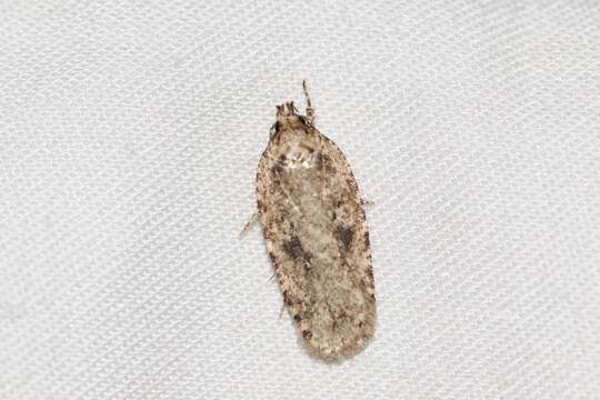 Image de Agonopterix pulvipennella Clemens 1864