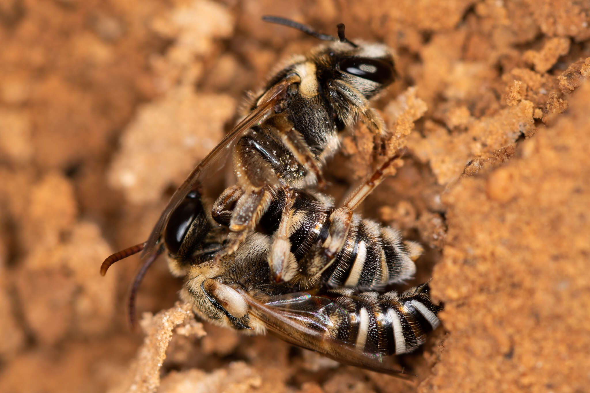 Pseudapis bispinosa (Brullé 1832) resmi