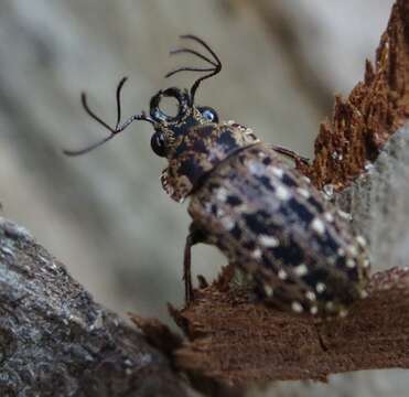 Image of Mitophyllus arcuatus Holloway 2007