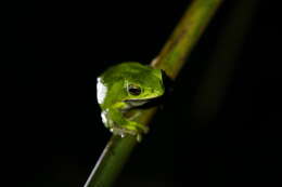 Image of Farmland green flying frog