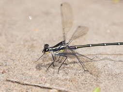 Image of Sydney flatwing