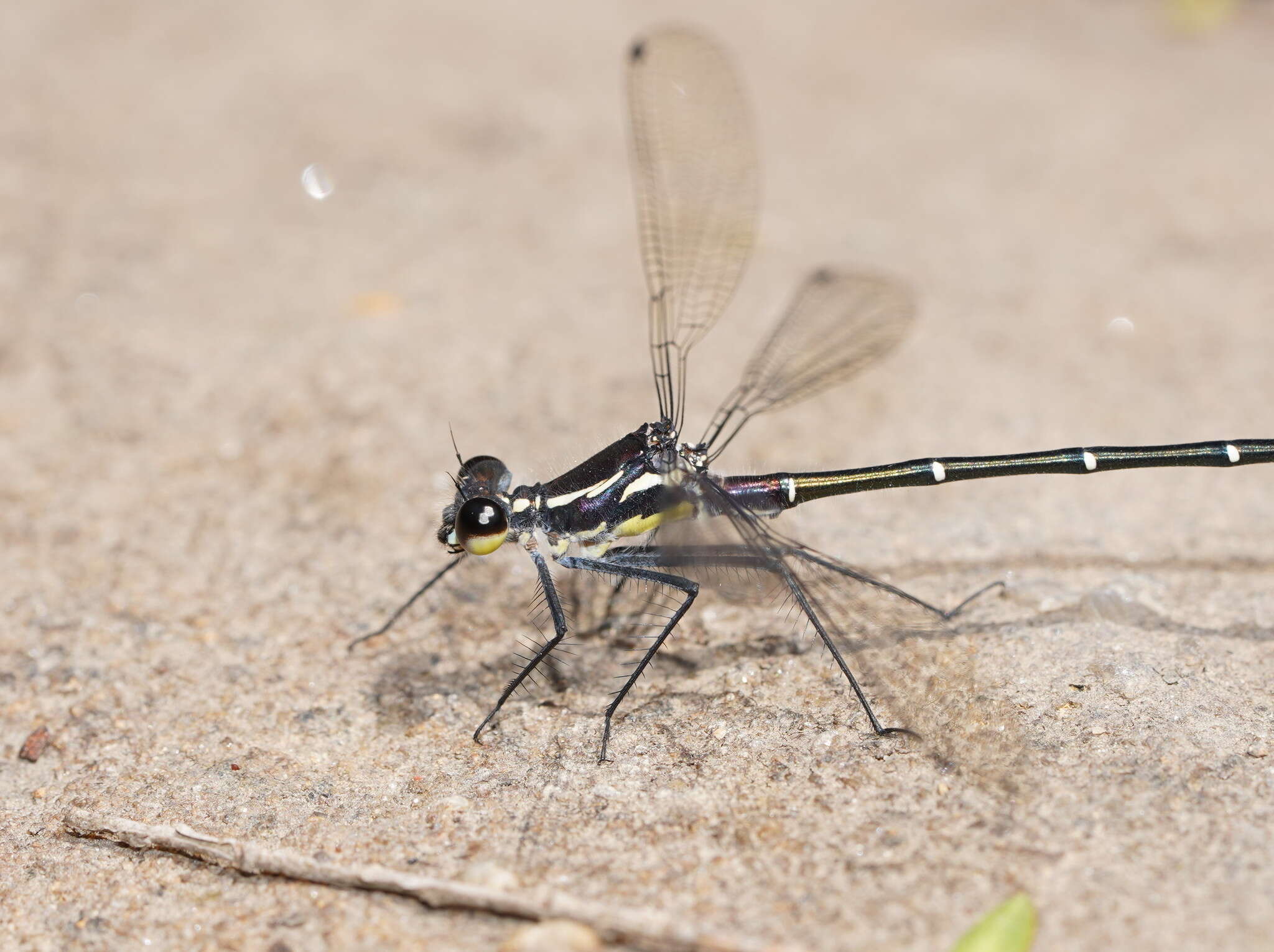 Image of Sydney flatwing