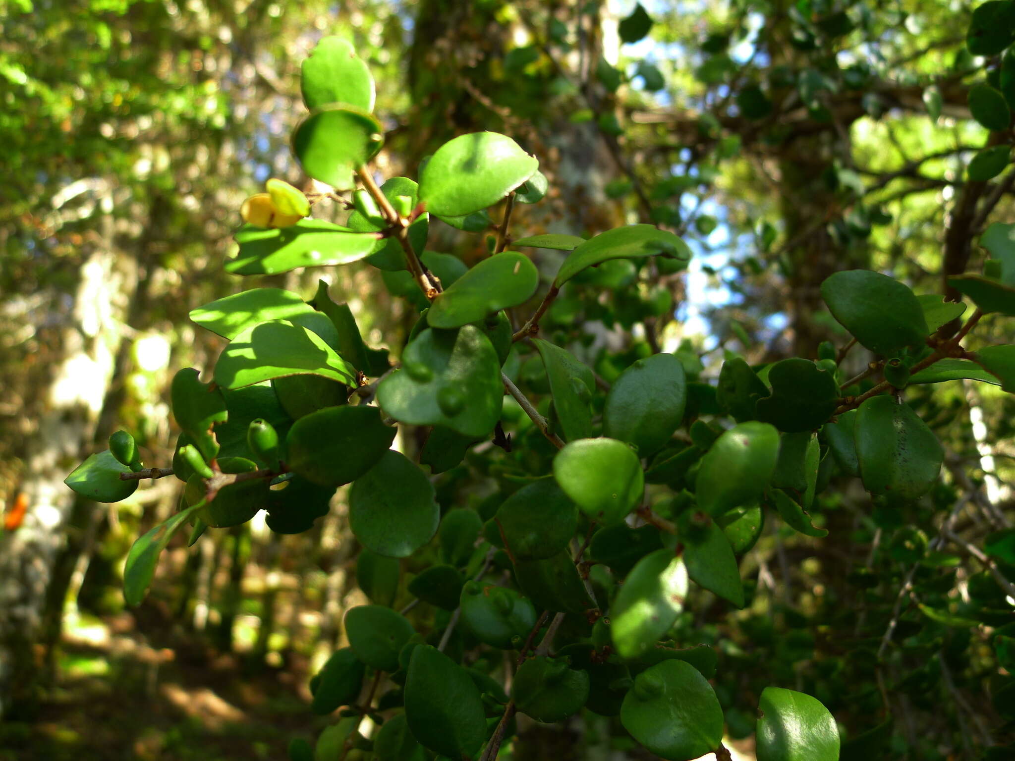 Image of Peraxilla tetrapetala (Tiegh.) Tiegh.