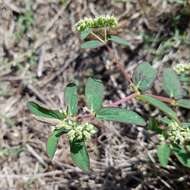 Euphorbia lasiocarpa Klotzsch的圖片