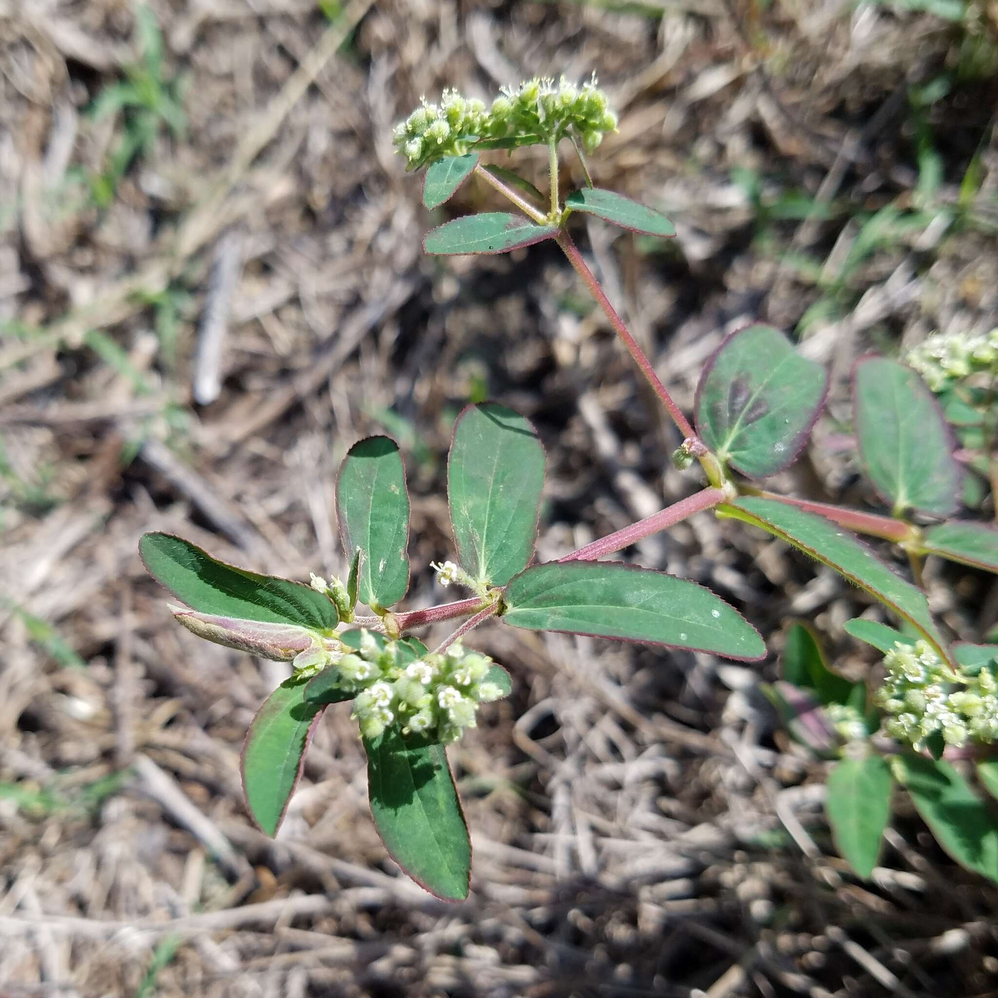 Euphorbia lasiocarpa Klotzsch的圖片