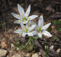 Image de Ornithogalum neurostegium subsp. eigii (Feinbrun) Feinbrun