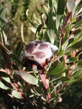 Imagem de Leucadendron rubrum Burm. fil.