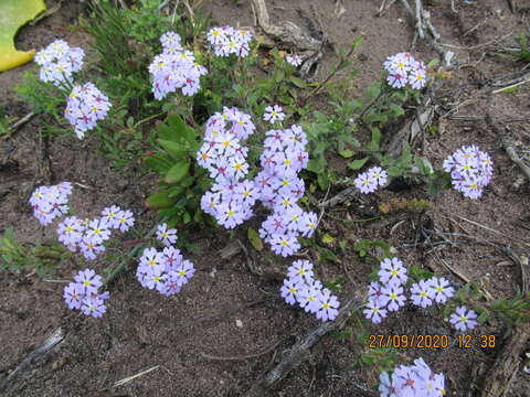 Image of Zaluzianskya villosa F. W. Schmidt