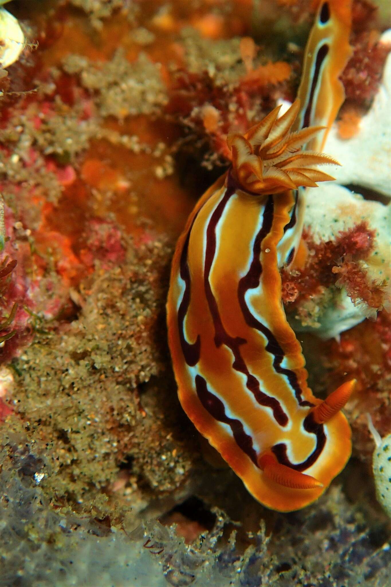 Image of Hypselodoris regina Ev. Marcus & Er. Marcus 1970