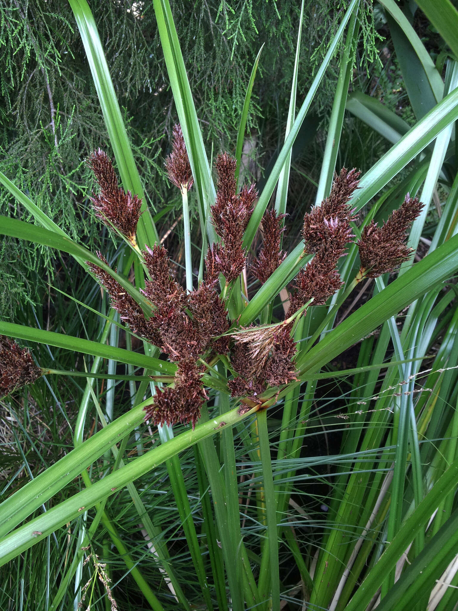 Image of Cyperus ustulatus A. Rich.