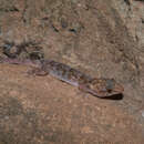 Image of Warty Thick-toed Gecko