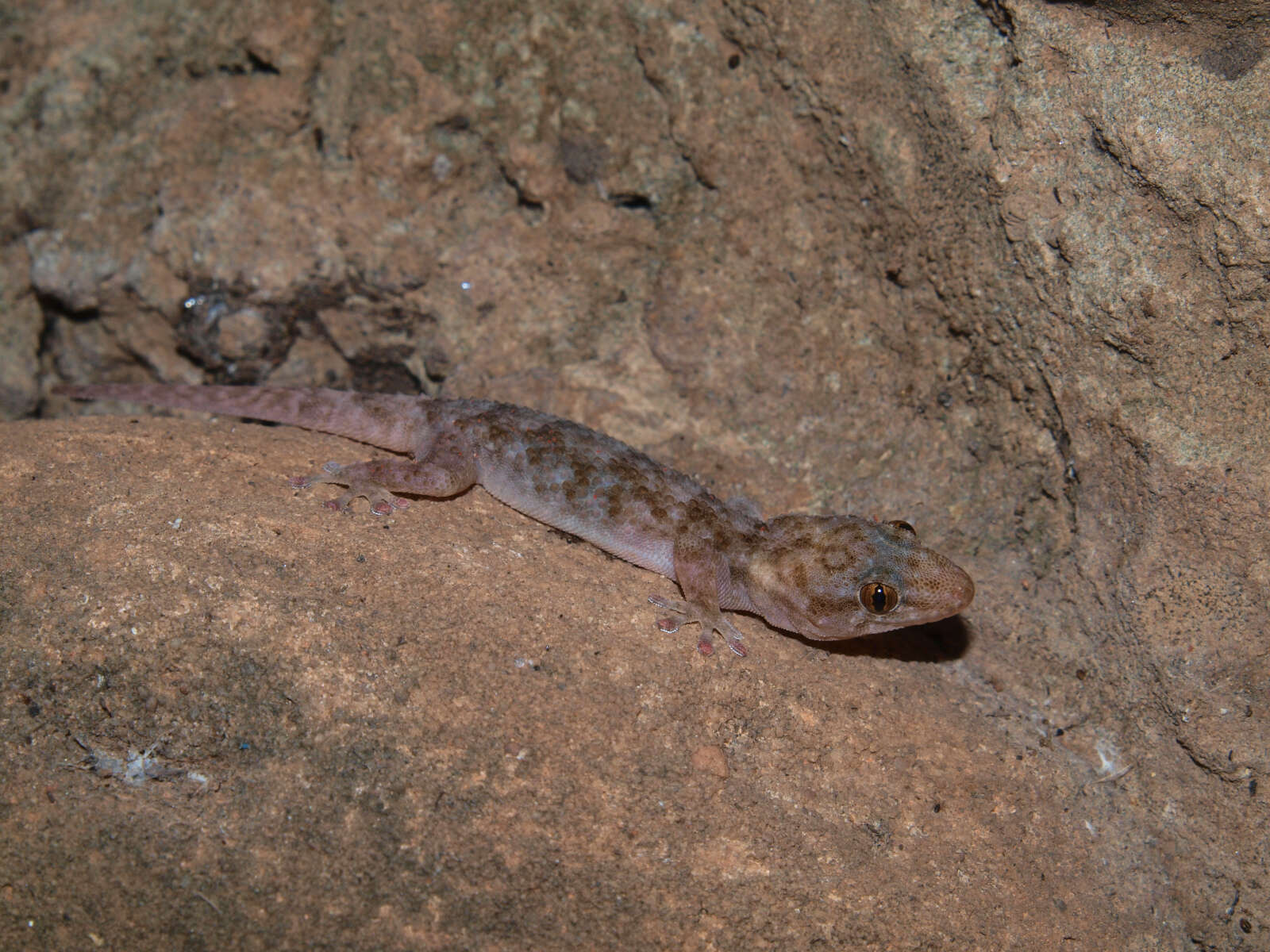 Image de Elasmodactylus tuberculosus Boulenger 1895