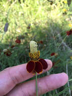 Image of Mexican hat