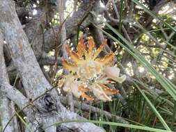 Image of Myrmecophila christinae Carnevali & Gómez-Juárez