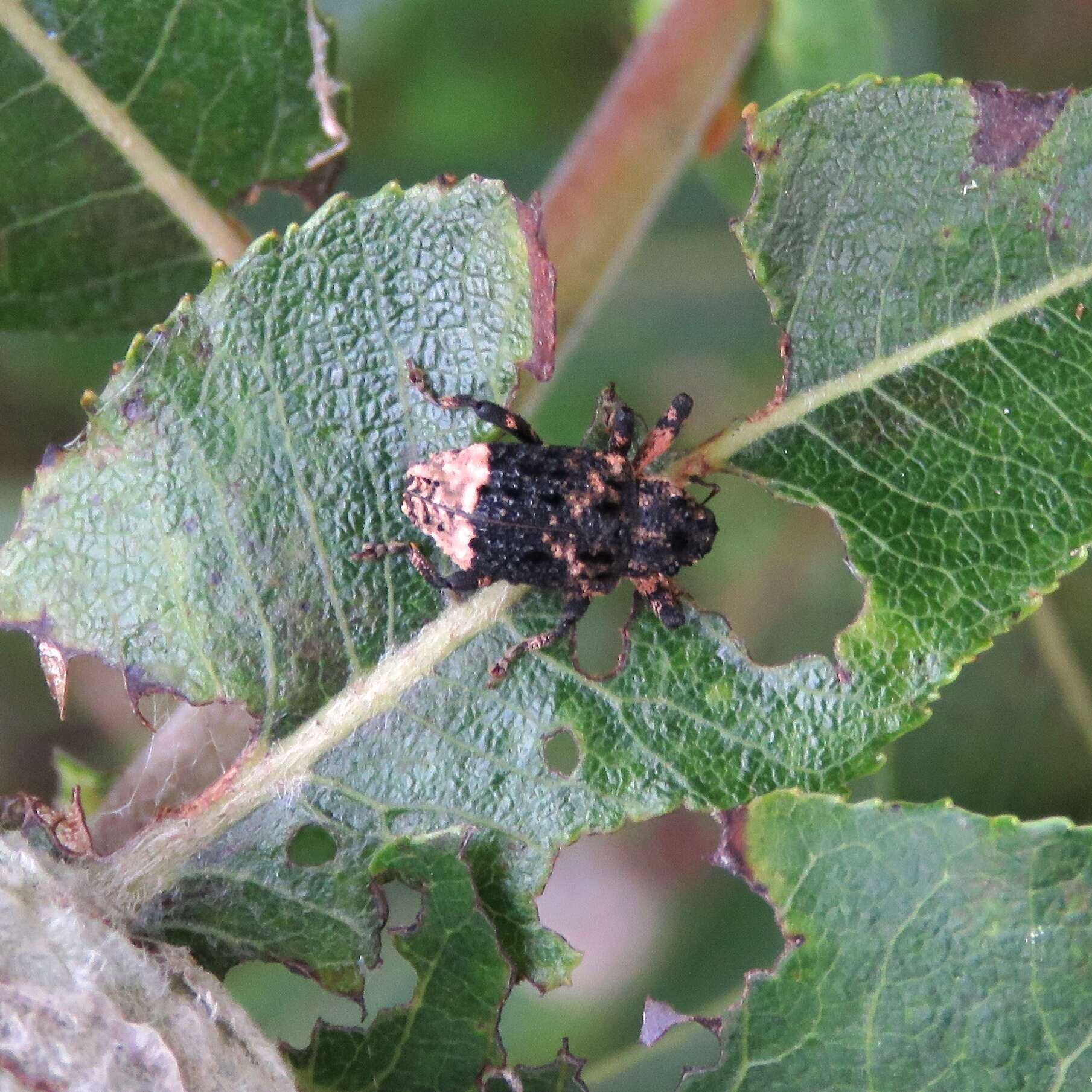 Image of Weevil