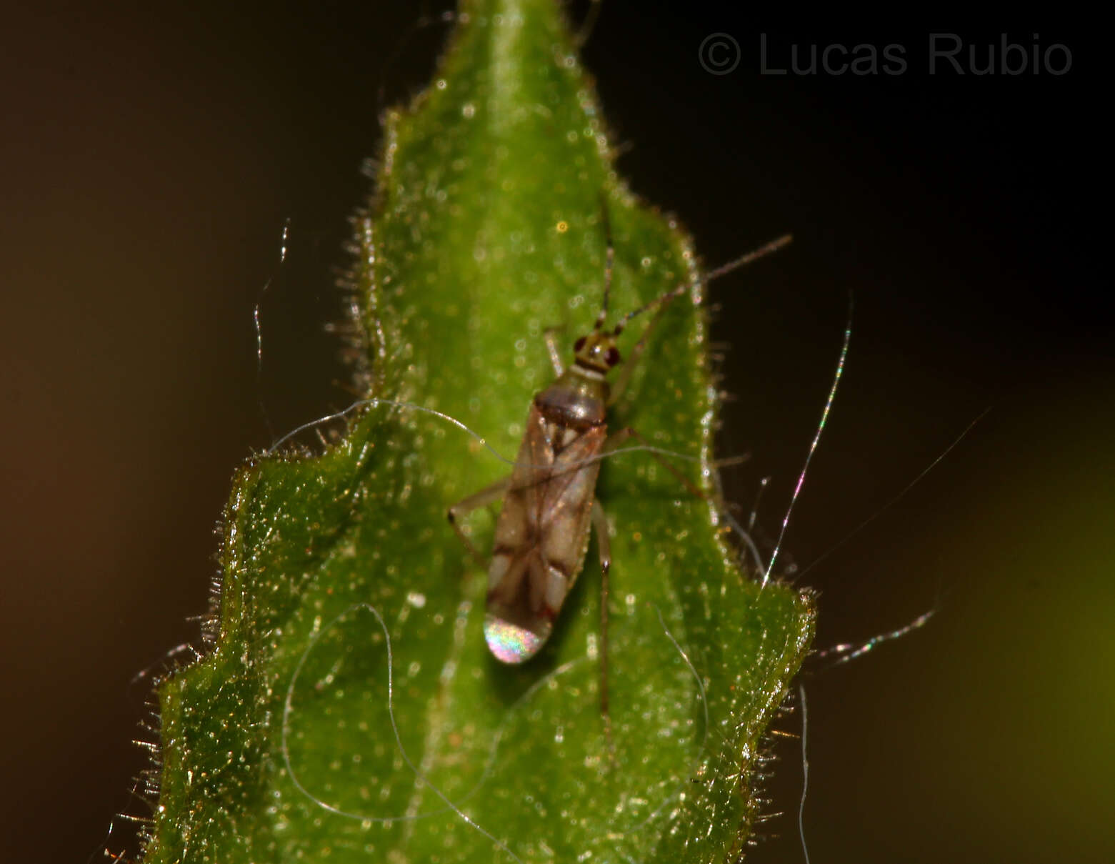 Sivun Campyloneuropsis kuva