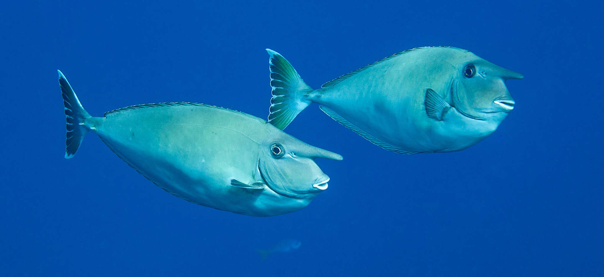 Image of Banded Unicornfish