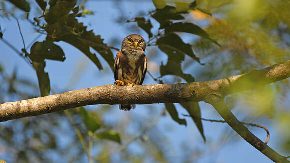 Image of Amazonian Pygmy Owl